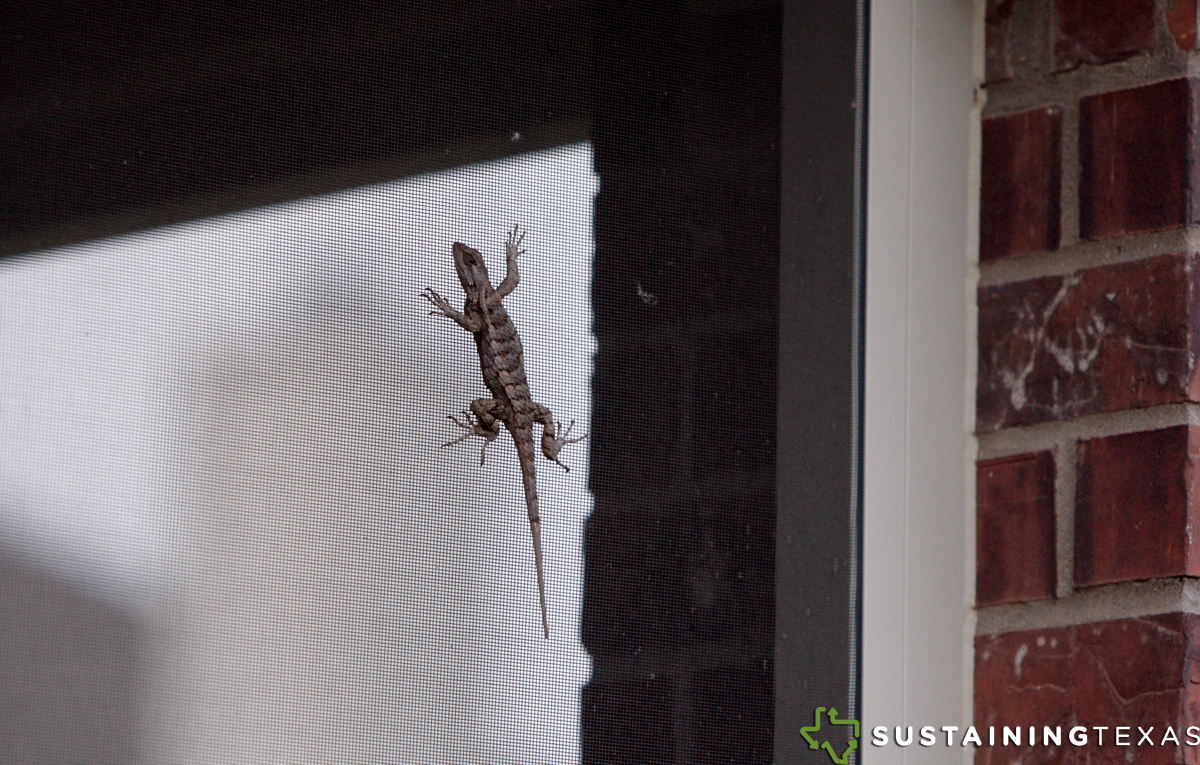 Texas Spiny Lizard on porch screen
