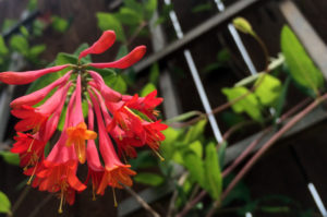 coral-honeysuckle-native-plant-society-of-texas