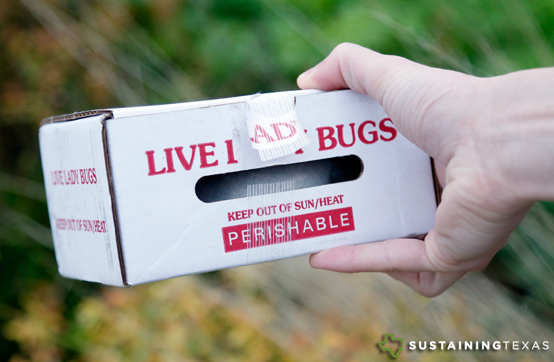 Ladybugs delivered to your doorstep