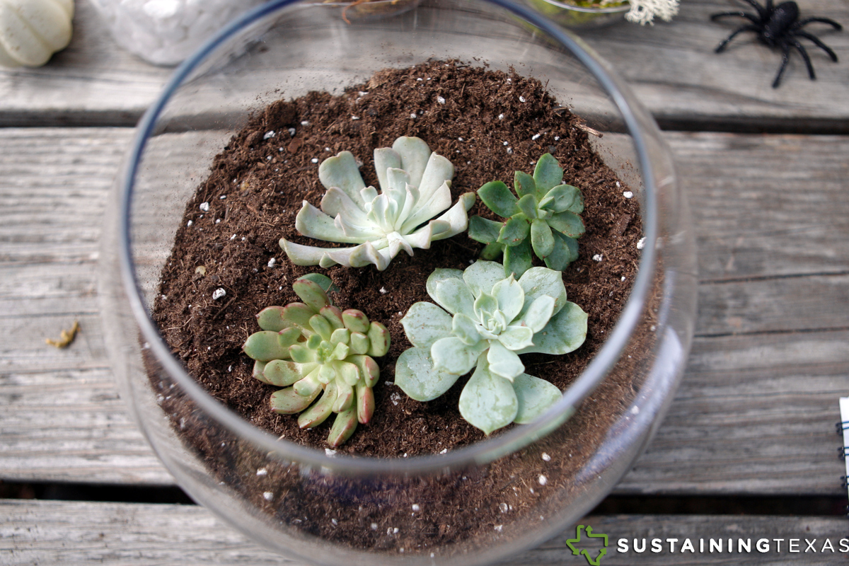 DIY Make Your Own Terrarium - Place plants in soil