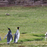 3 king penguins with 2 sheep walking on grass